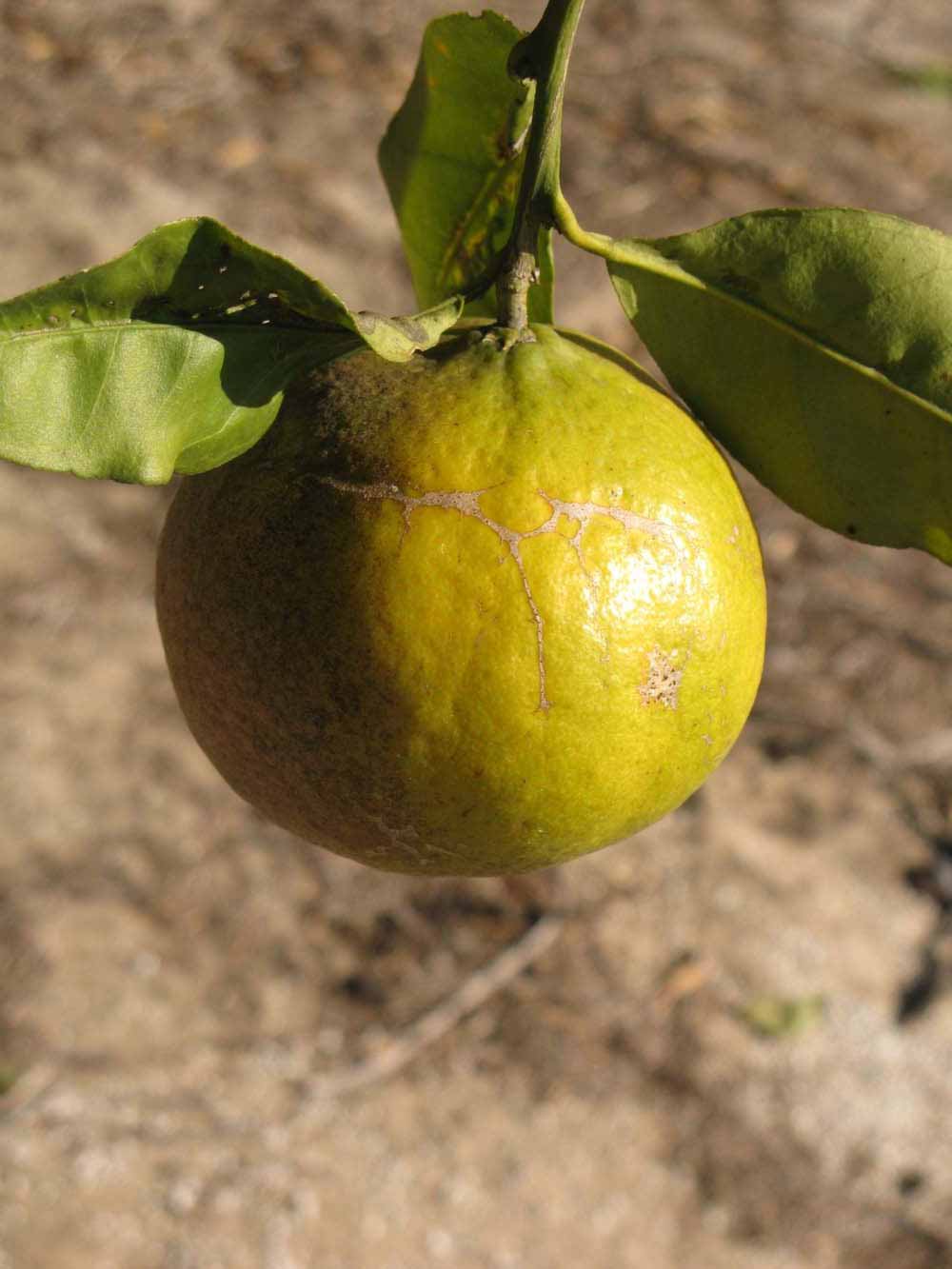            Fruit (Winter Haven, FL)   